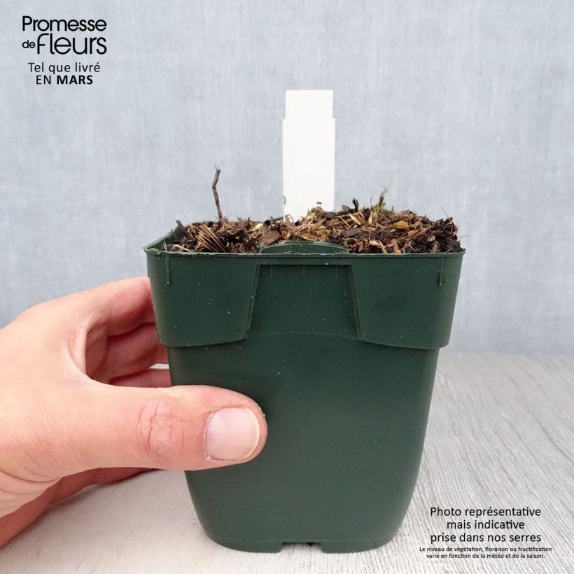 Exemplar von Hosta Summer Breeze - Garten-Funkie Kleine Töpfe von 8/9 cm wie im Frühjahr geliefert