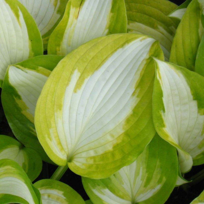 Hosta Summer Music - Garten-Funkie (Foliage)