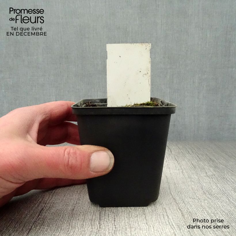 Example of Hosta Tall Boy - Garten-Funkie Kleine Töpfe von 8/9 cm as you get in hiver