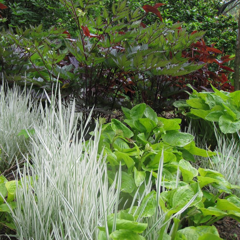 Hosta Tattoo - Garten-Funkie (Plant habit)