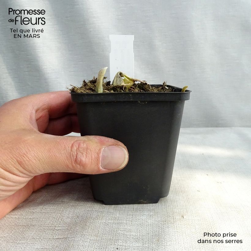 Exemplar von Hosta The King - Garten-Funkie Kleine Töpfe von 8/9 cm wie im Winter geliefert