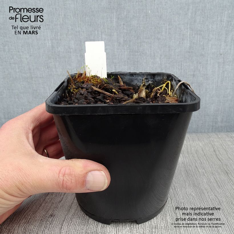 Example of Hosta The Queen - Garten-Funkie Topf mit 1,5L/2L as you get in hiver