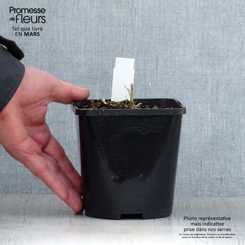 Exemplar von Hosta Timeless Beauty - Garten-Funkie Topf mit 1,5L/2L wie im Frühjahr geliefert