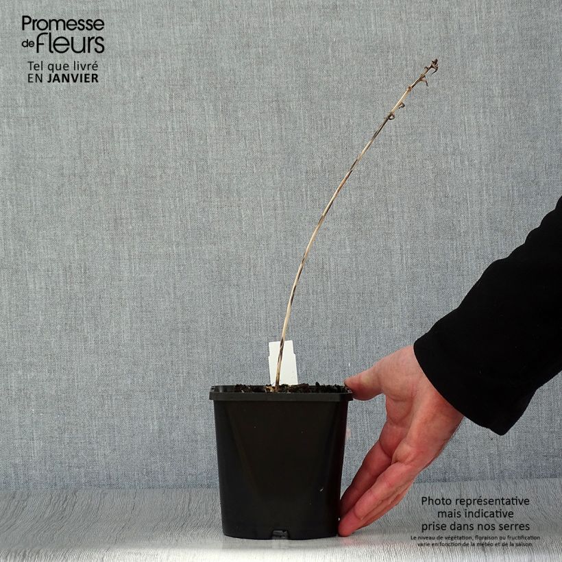 Exemplar von Hosta Touch Of Class - Garten-Funkie Topf mit 1,5L/2L wie im Winter geliefert