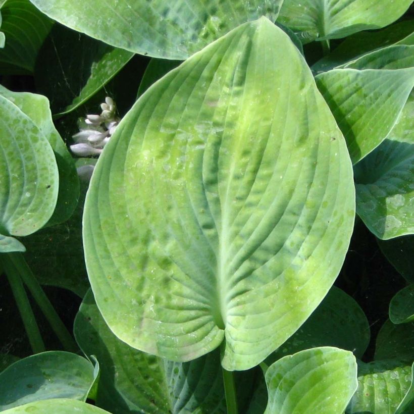 Hosta True Blue - Garten-Funkie (Foliage)