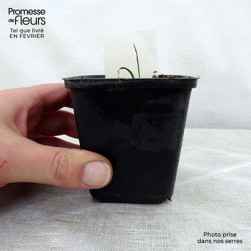 Example of Hosta True Blue - Garten-Funkie Kleine Töpfe von 8/9 cm as you get in hiver