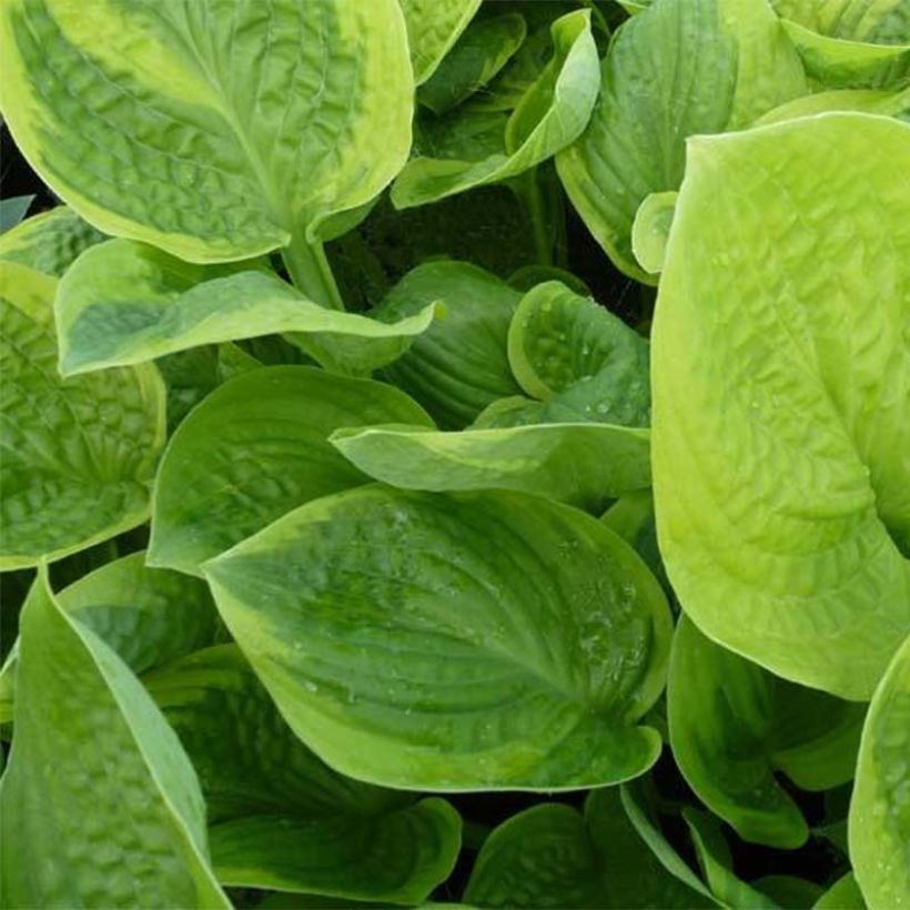 Hosta Unforgettable - Garten-Funkie (Foliage)