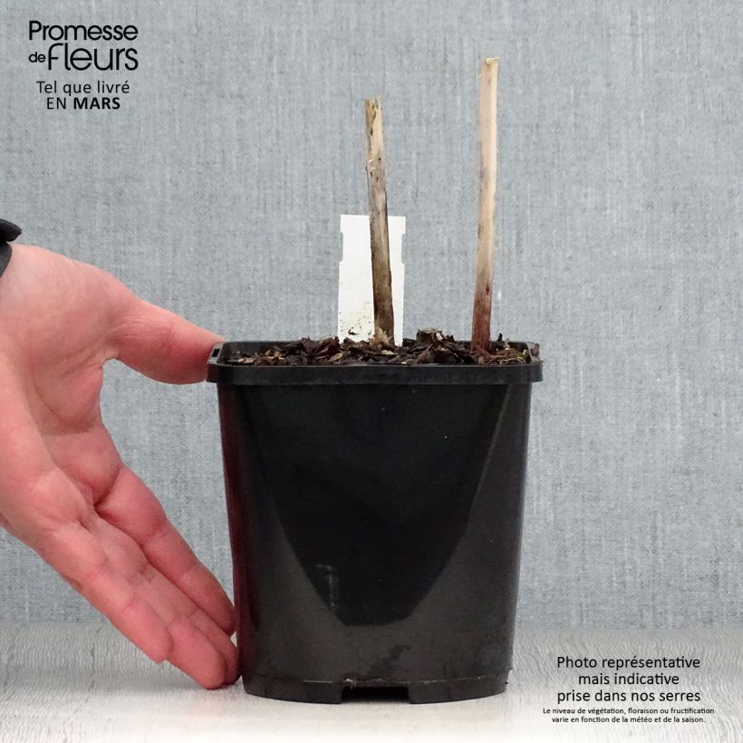 Exemplar von Hosta Victor - Garten-Funkie Topf mit 1,5L/2L wie im Frühjahr geliefert