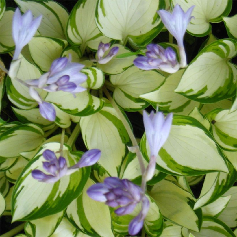 Hosta Warwick Delight - Garten-Funkie (Flowering)