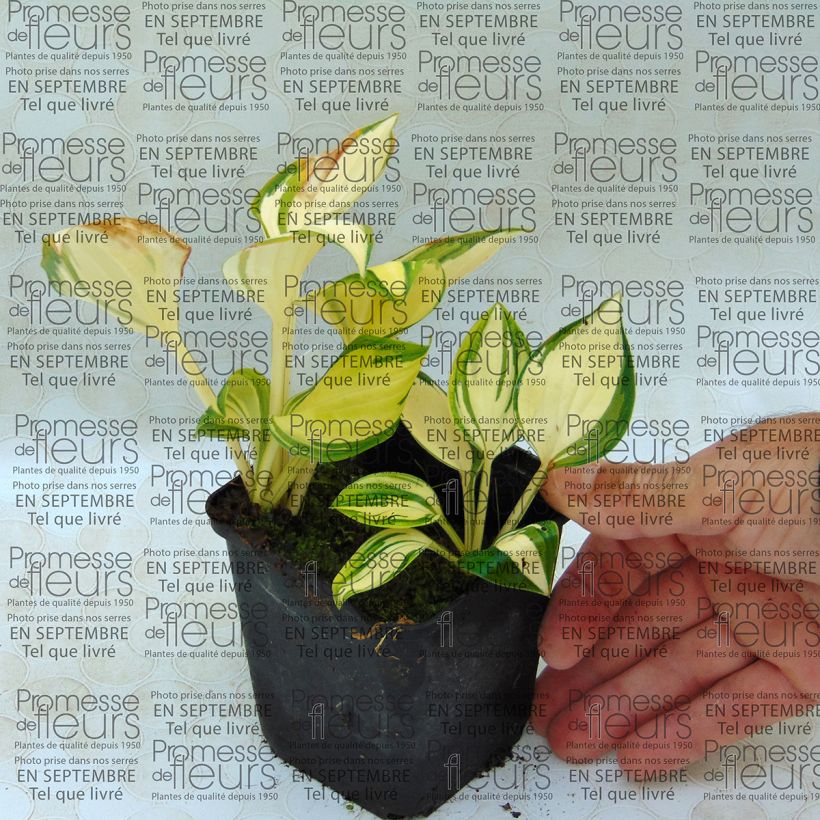Example of Hosta Warwick Delight - Garten-Funkie Kleine Töpfe von 8/9 cm as you get