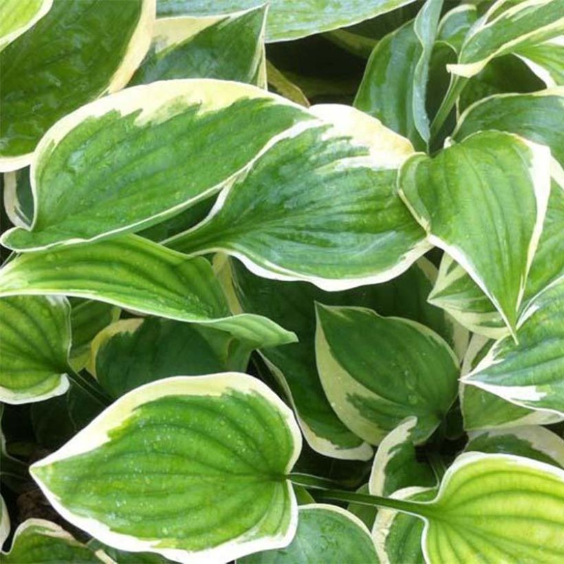 Hosta Warwick Edge - Garten-Funkie (Foliage)