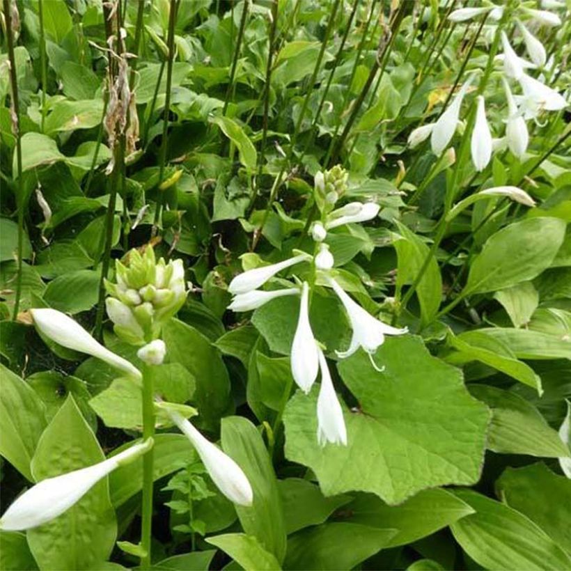 Hosta White Trumpets - Garten-Funkie (Flowering)