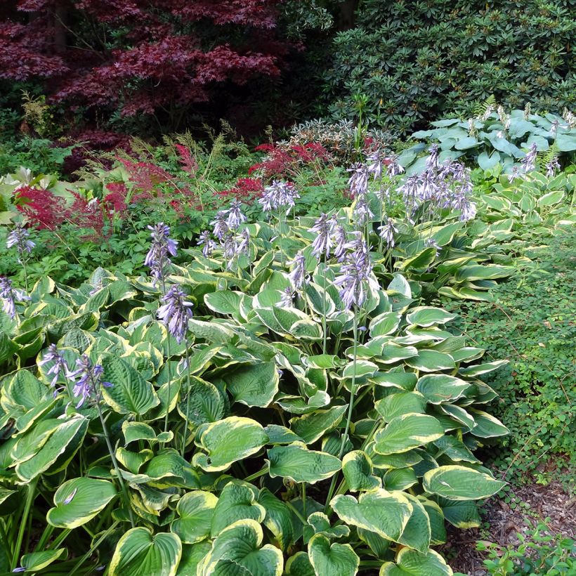 Hosta Wide Brim - Garten-Funkie (Plant habit)