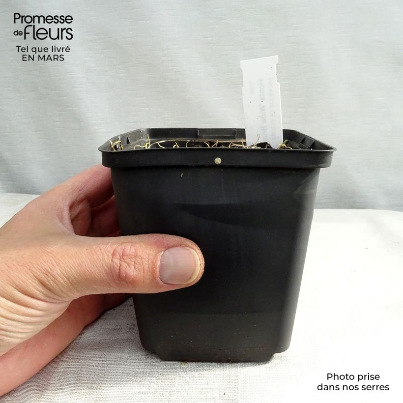 Exemplar von Hosta Wide Brim - Garten-Funkie Kleine Töpfe von 8/9 cm wie im Winter geliefert