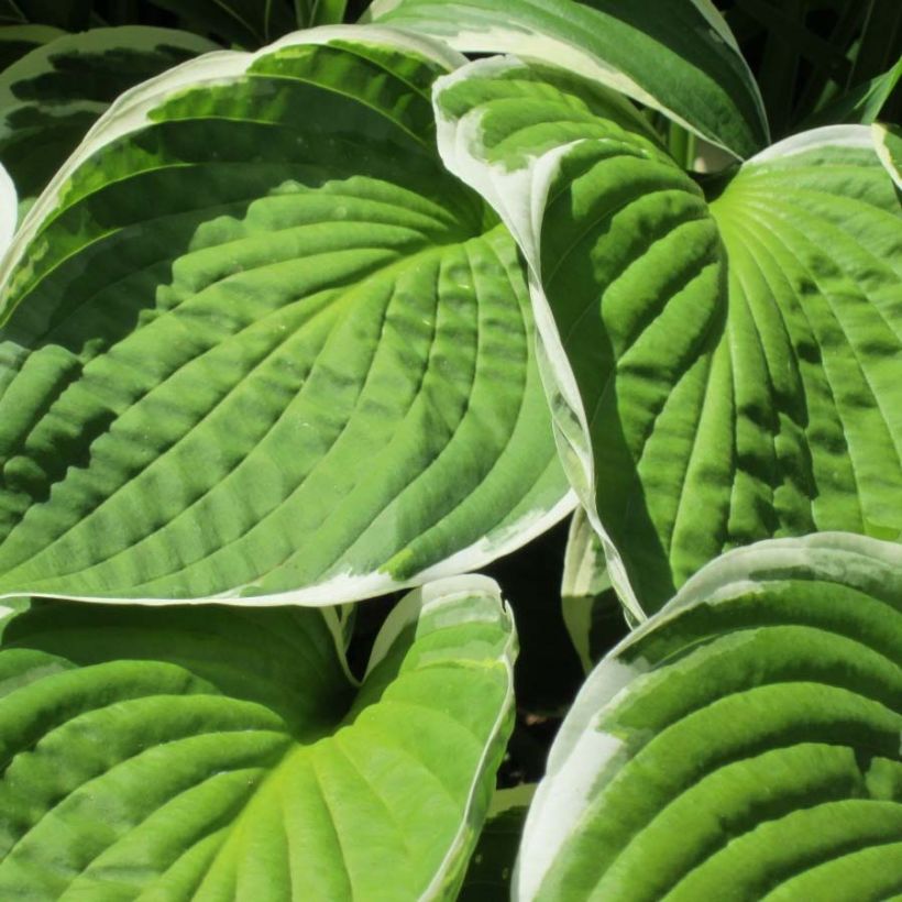 Hosta Winter Snow - Garten-Funkie (Foliage)