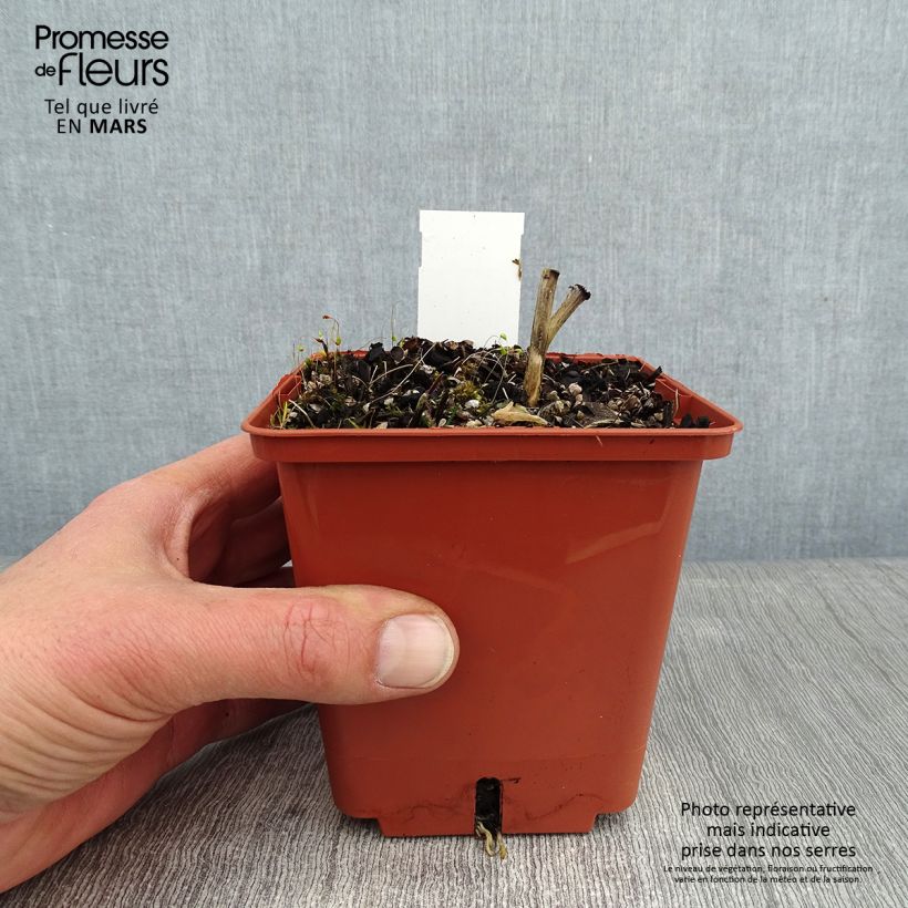 Exemplar von Hosta Winter Snow - Garten-Funkie Topf mit 1L/1,5L wie im Winter geliefert