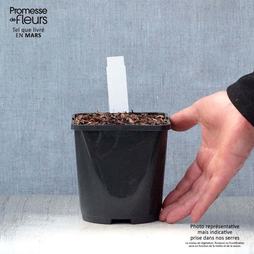 Exemplar von Hosta Abiqua Drinking Gourd - Garten-Funkie Topf mit 1,5L/2L wie im Frühjahr geliefert