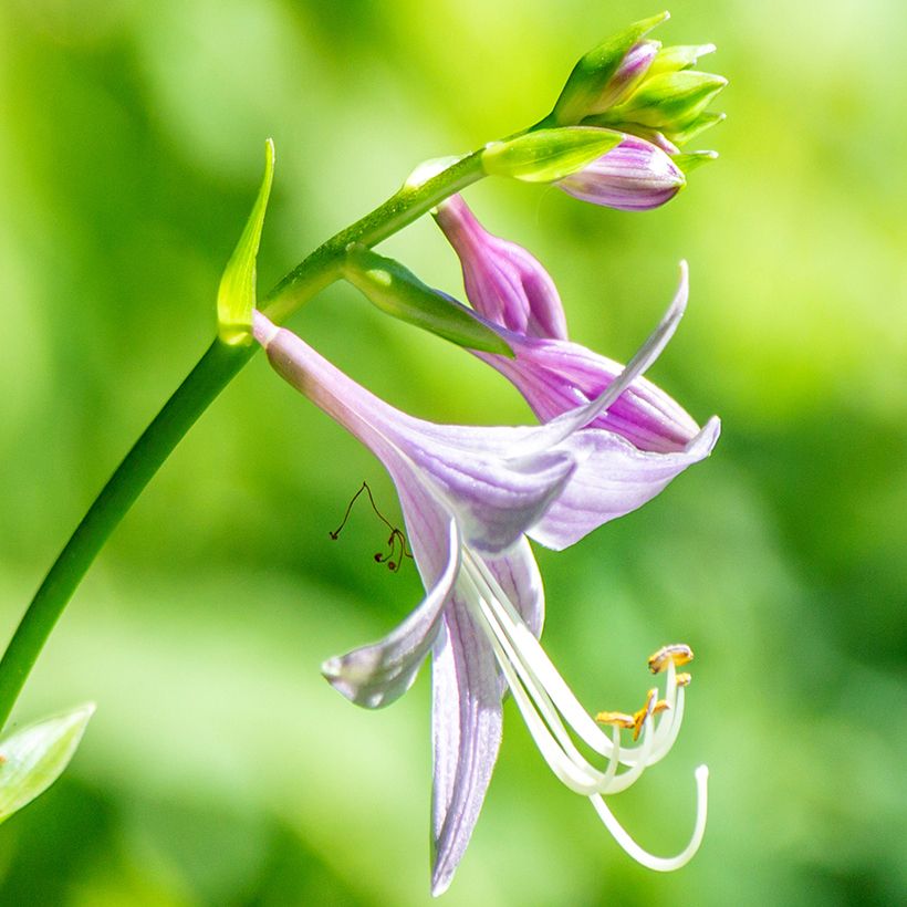 Hosta clausa var. normalis - Korea-Funkie (Flowering)