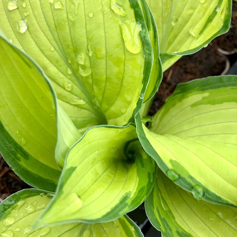 Hosta fortunei albopicta - Garten-Funkie (Foliage)
