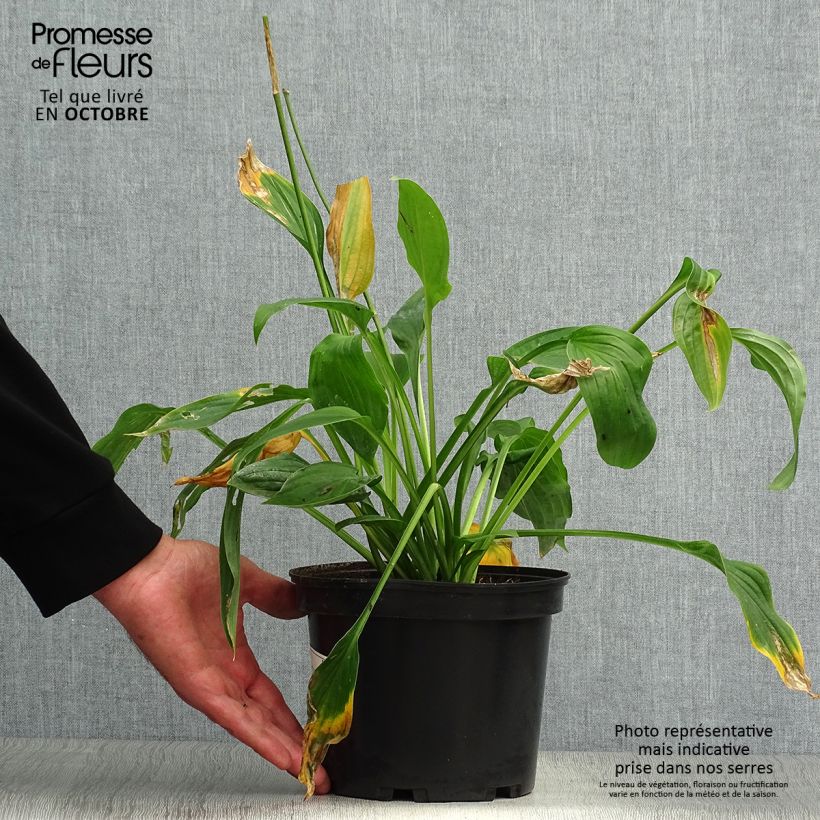 Example of Hosta fortunei albopicta - Garten-Funkie Topf mit 2L/3L as you get in automne