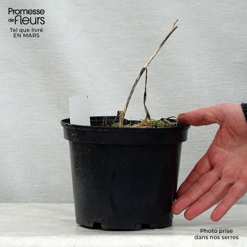 Exemplar von Hosta fortunei albopicta - Garten-Funkie Topf mit 2L/3L wie im Frühjahr geliefert