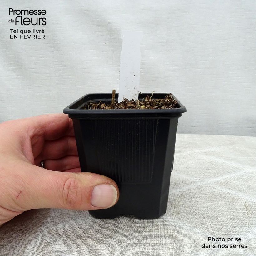 Exemplar von Hosta fortunei Gold Standard - Garten-Funkie Kleine Töpfe von 8/9 cm wie im Winter geliefert