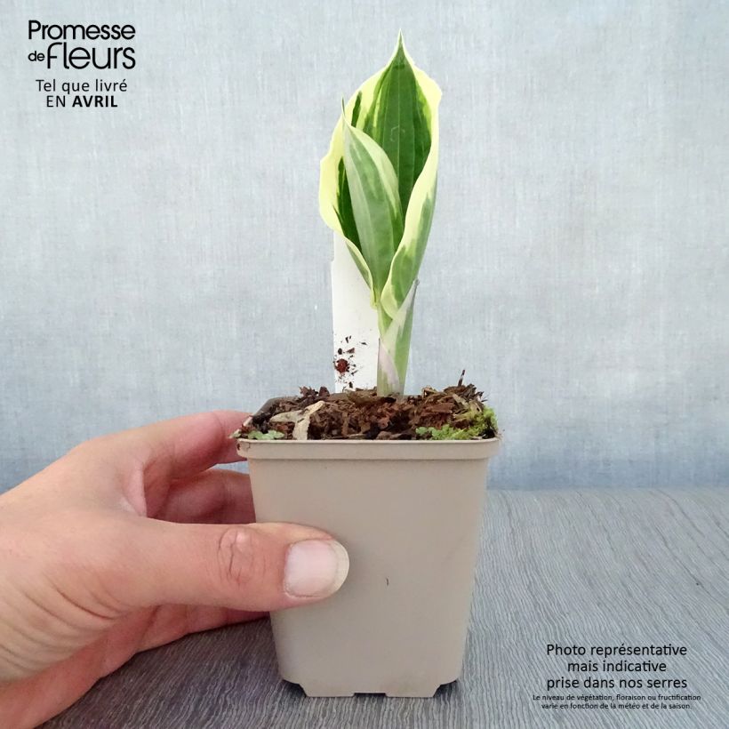 Exemplar von Hosta fortunei Patriot - Garten-Funkie Kleine Töpfe von 8/9 cm wie im Frühjahr geliefert