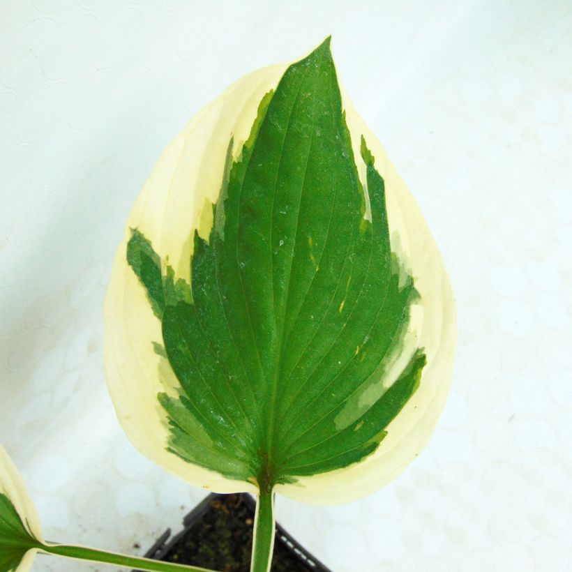Hosta fortunei Twilight - Garten-Funkie (Foliage)