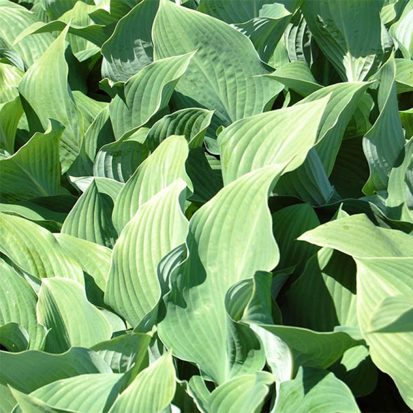 Hosta fortunei hyacinthina - Garten-Funkie (Foliage)