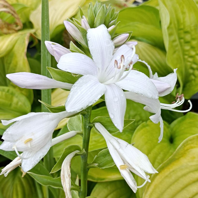 Hosta Guacamole - Garten-Funkie (Flowering)