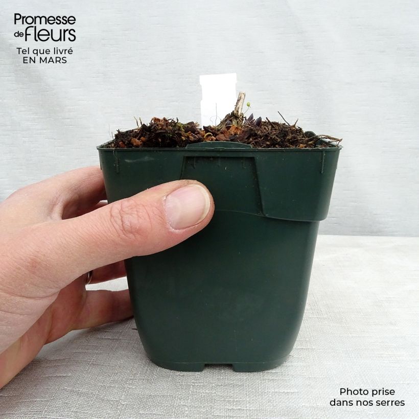 Exemplar von Hosta montana Yellow River - Garten-Funkie Kleine Töpfe von 8/9 cm wie im Winter geliefert