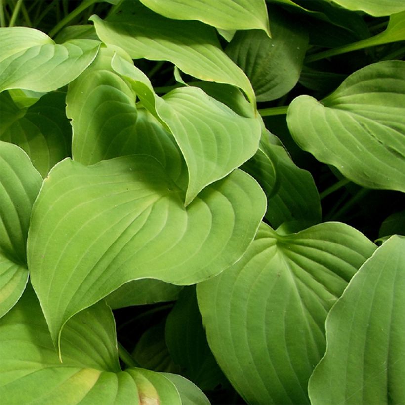 Hosta nakaiana - Garten-Funkie (Foliage)