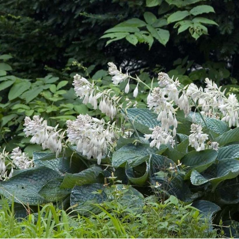 Hosta sieboldiana - Garten-Funkie (Flowering)