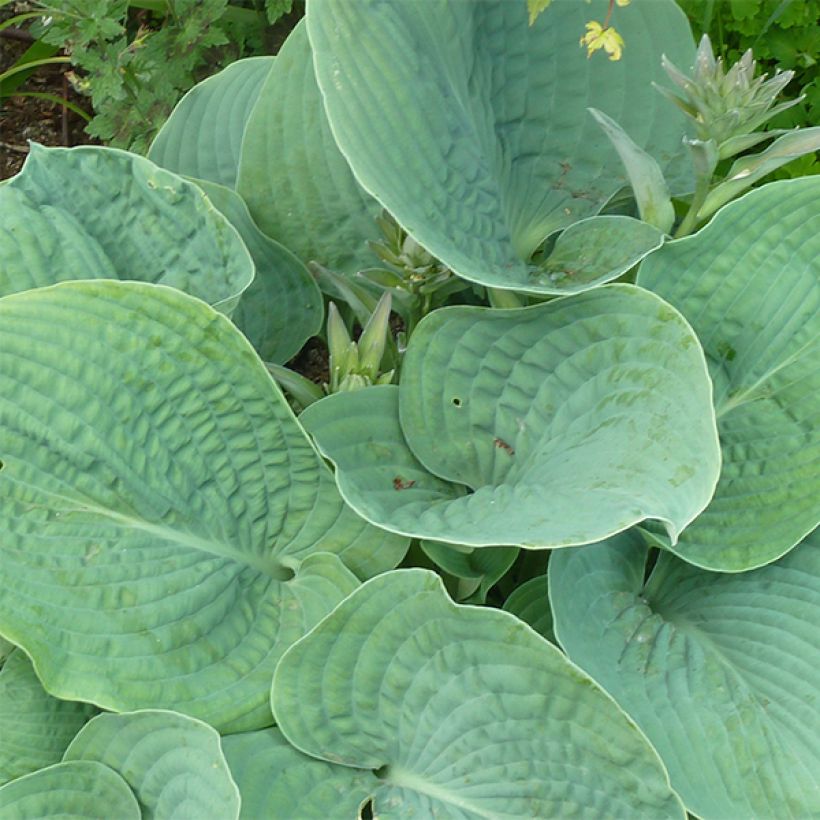 Hosta sieboldiana elegans - Garten-Funkie (Foliage)