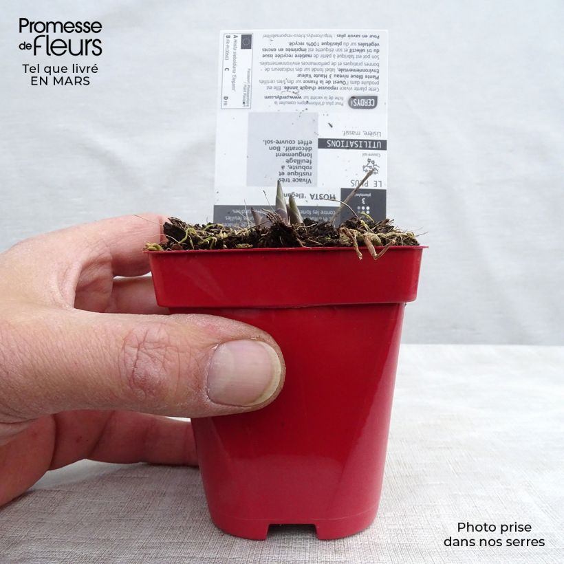 Exemplar von Hosta sieboldiana elegans - Garten-Funkie Kleine Töpfe von 8/9 cm wie im Frühjahr geliefert