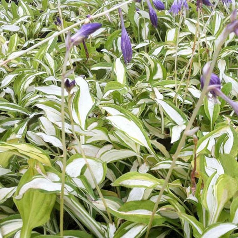 Hosta sieboldii Silver Kabitan - Garten-Funkie (Foliage)