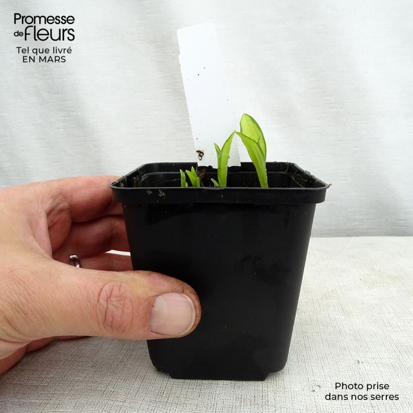 Example of Hosta sieboldii Silver Kabitan - Garten-Funkie Kleine Töpfe von 8/9 cm as you get in printemps