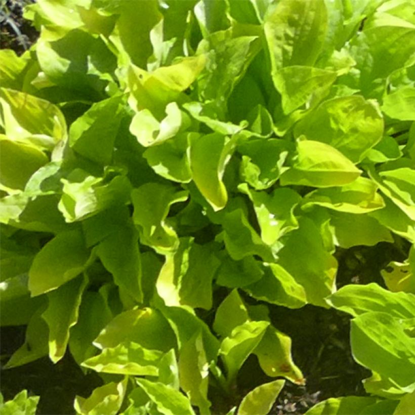 Hosta sieboldii Wogon - Garten-Funkie (Foliage)