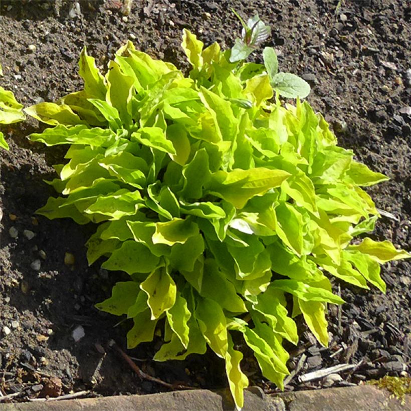 Hosta sieboldii Wogon - Garten-Funkie (Plant habit)
