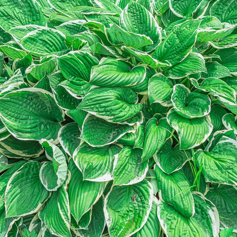 Hosta sieboldii var. alba - Garten-Funkie (Foliage)