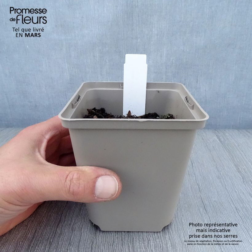 Example of Hosta Sun power - Garten-Funkie Kleine Töpfe von 8/9 cm as you get in printemps