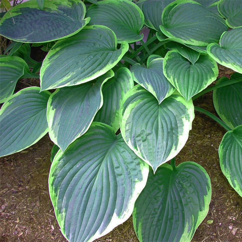 Hosta tardiana El Niño - Garten-Funkie (Foliage)