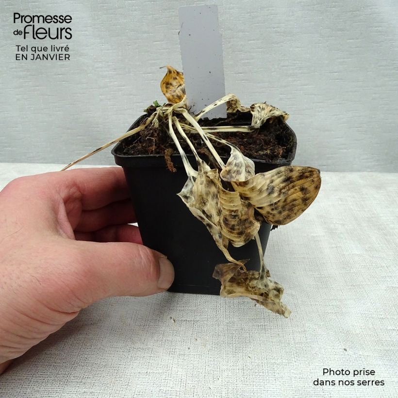 Exemplar von Hosta tardiana El Niño - Garten-Funkie Kleine Töpfe von 8/9 cm wie im Winter geliefert