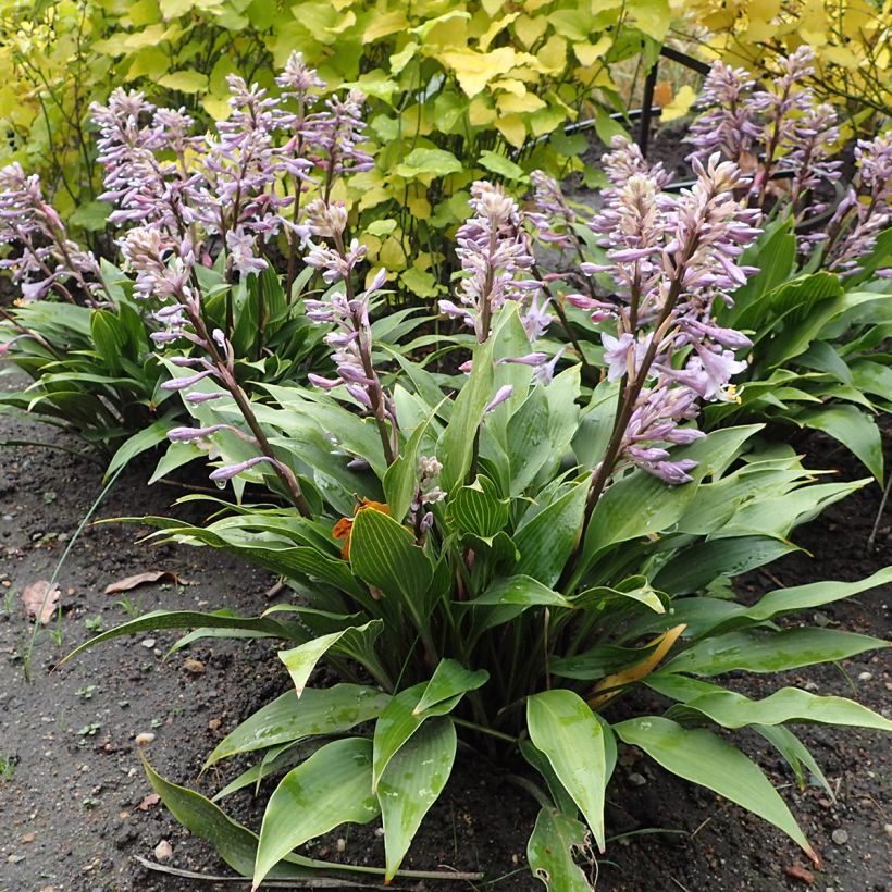 Hosta tardiflora - Garten-Funkie (Plant habit)