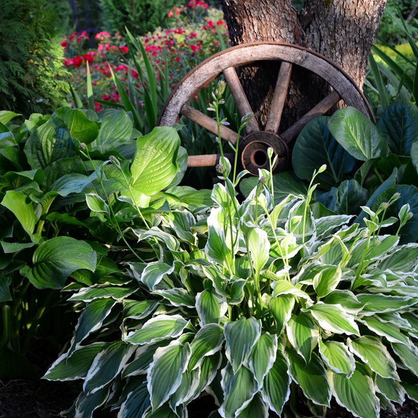 Hosta undulata albomarginata - Garten-Funkie (Plant habit)