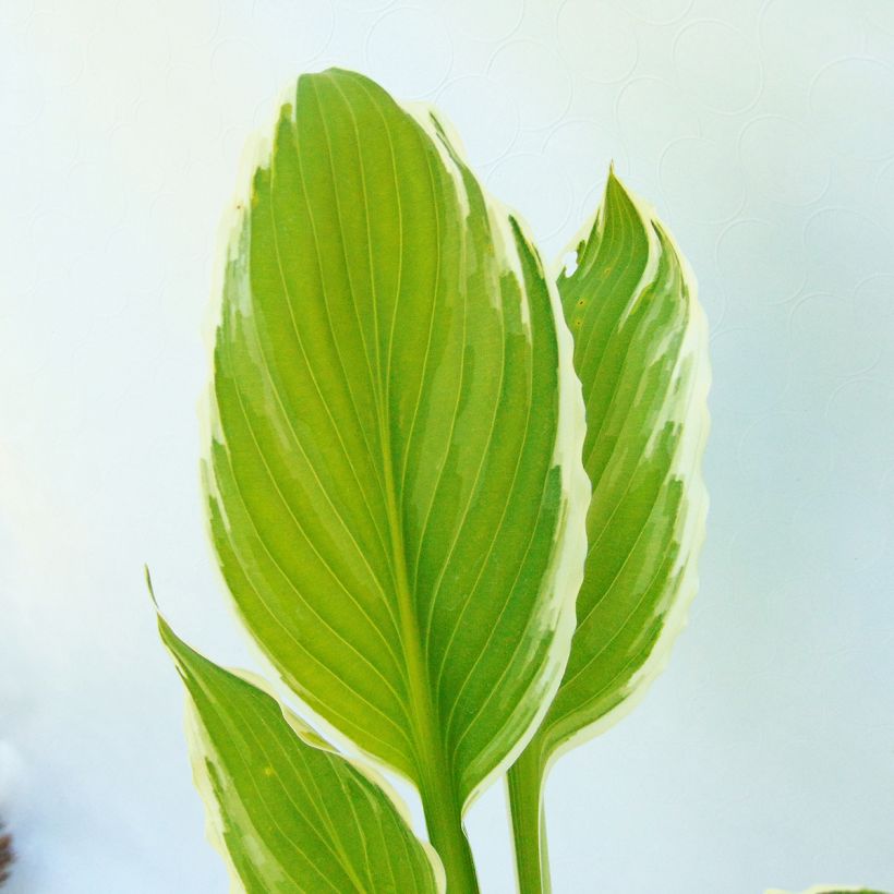 Hosta undulata albomarginata - Garten-Funkie (Foliage)