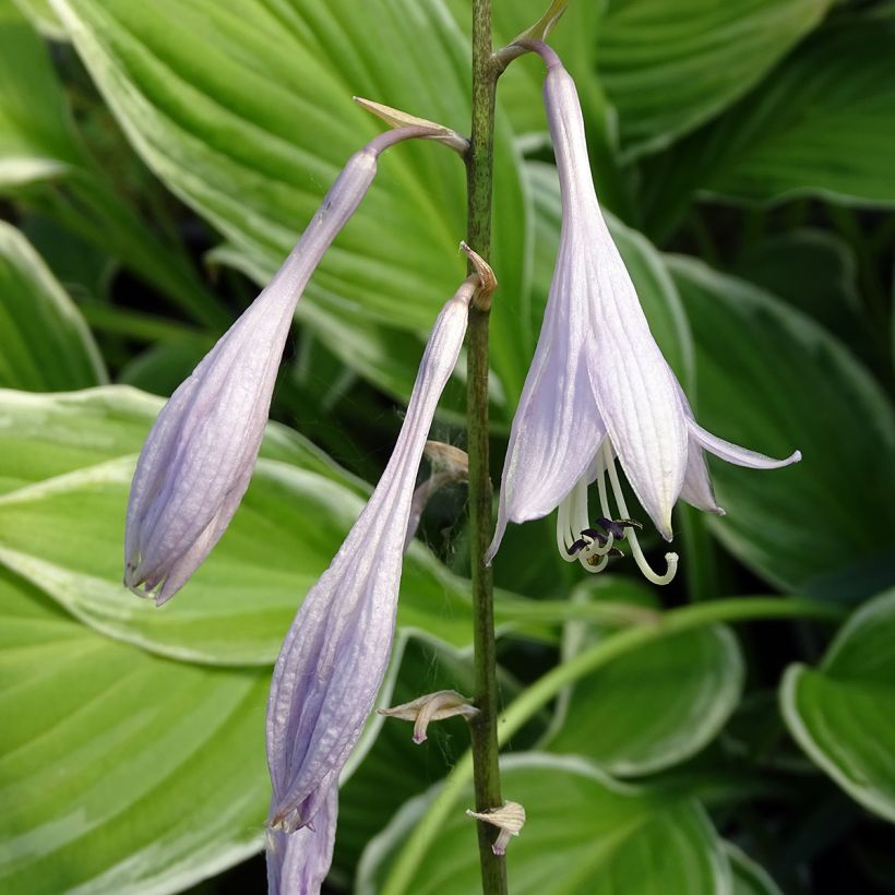 Hosta undulata albomarginata - Garten-Funkie (Flowering)