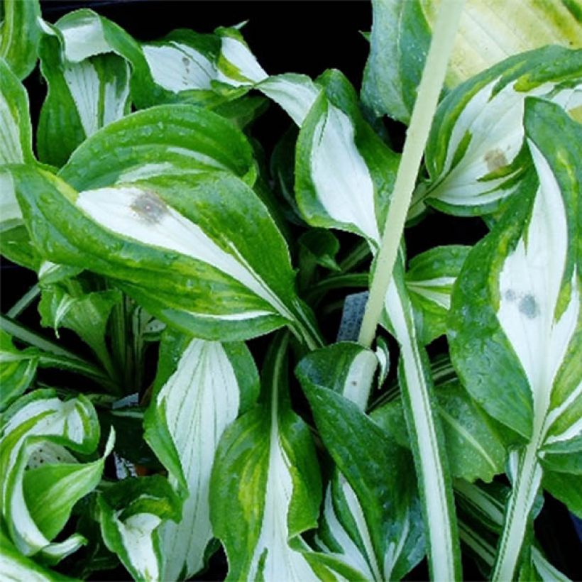Hosta undulata var. univittata - Garten-Funkie (Foliage)