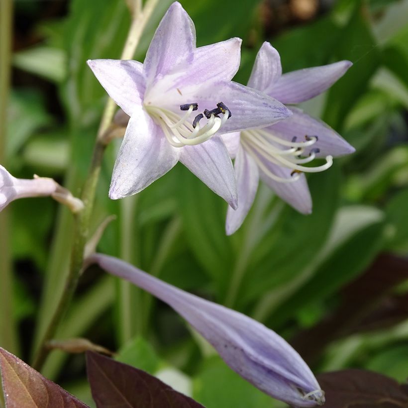Hosta undulata var. univittata - Garten-Funkie (Flowering)