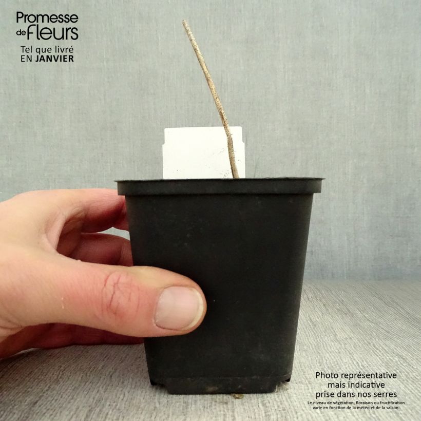 Exemplar von Hosta undulata var. univittata - Garten-Funkie Kleine Töpfe von 8/9 cm wie im Winter geliefert